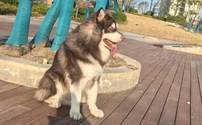 公园遛狗不拴绳，狗突然冲向小孩，家长惊险驱逐化险为夷