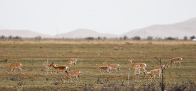 濒危物种普氏原羚野外种群数量达3700余只