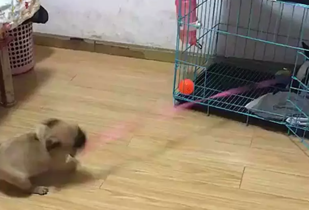 兔子把狗窝占了，气的狗狗咬着绳子往外拉：你给我出来 