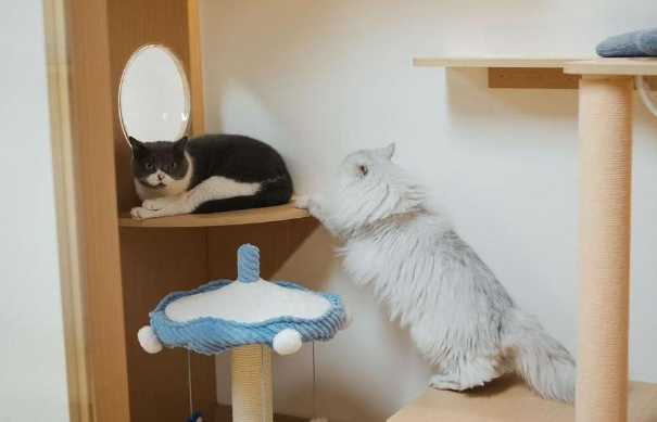 国庆长假宠物寄养“一房难求”