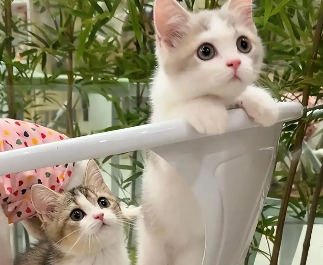 女子猫咖店虐猫，致4只奶猫死亡，老板知道后报警