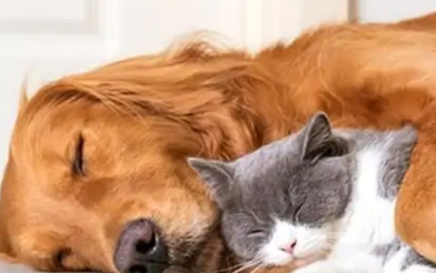 宠物经济洞察：05后交易用户数增长92%，“宠物保险”受青睐