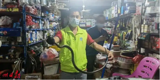 蛇出没！夏季防蛇攻略请收好