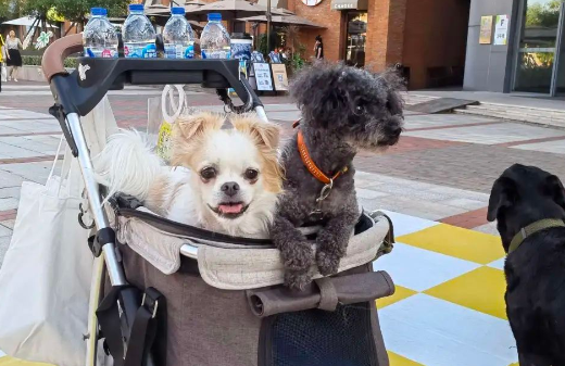 美团联合亚宠展开启“宠物友好月”，打造一站式“它经济”服务！