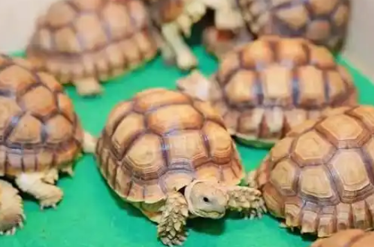 养“异宠”前必看！央视起底危险异宠饲养隐患