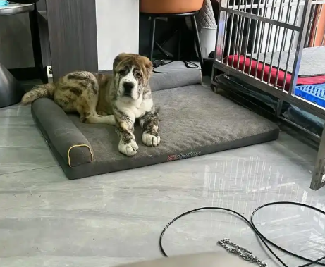 无证兽医上门绝育致宠物狗死亡，被判赔偿两万余元