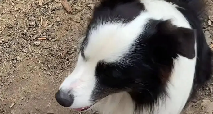 虎斑犬觉得自己快死了挖坑躺了进去，医生却说只是来大姨妈痛经而已