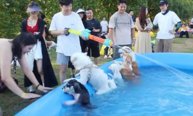 星云里·半城大山露营度假区今夏启幕宠物社交新体验