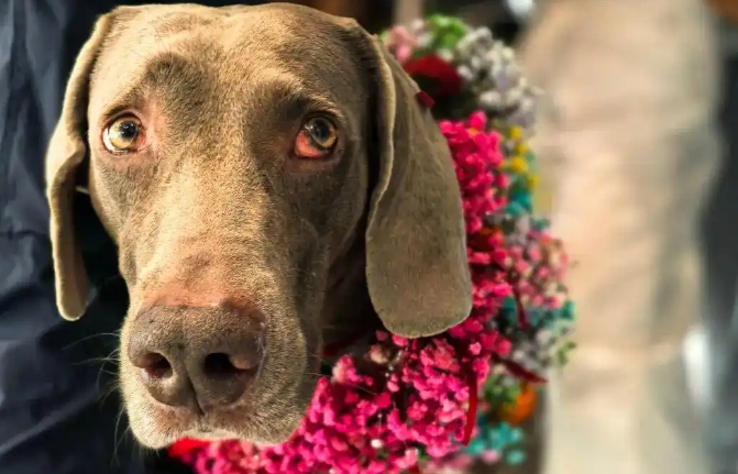 深圳公益救援队跨国救援：缅甸地震中 24 人 1 犬全员凯旋