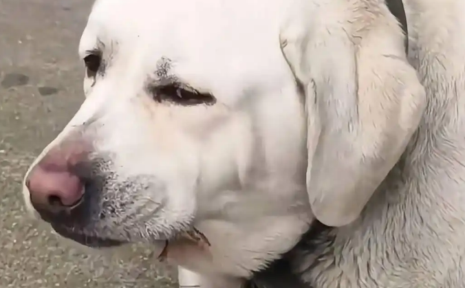 狗狗吃槟榔走红网络带货引发热议 兽医警告：严重可致命