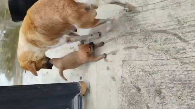 狗妈妈不让小狗玩水，咬住小狗后腿拖回家