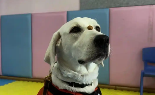 治疗犬糖糖开启孤独症儿童干预，情绪超稳定！