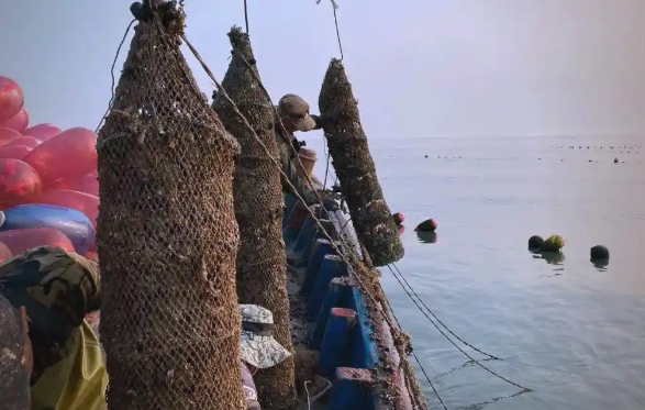 大力发展海洋牧场，烟台这里30万笼扇贝喜迎丰收