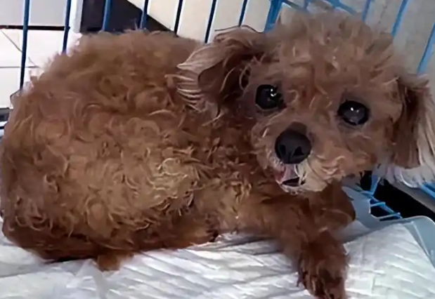 主人搬家遗弃两只泰迪，狗狗守着旧行李苦等