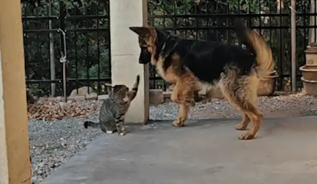 狸花猫打架输了委屈质问德牧：我打你那么轻，你下手咋那么重