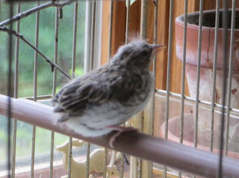 鸟宝宝意外摔在地上回不了巢，幸好遇到好心人 