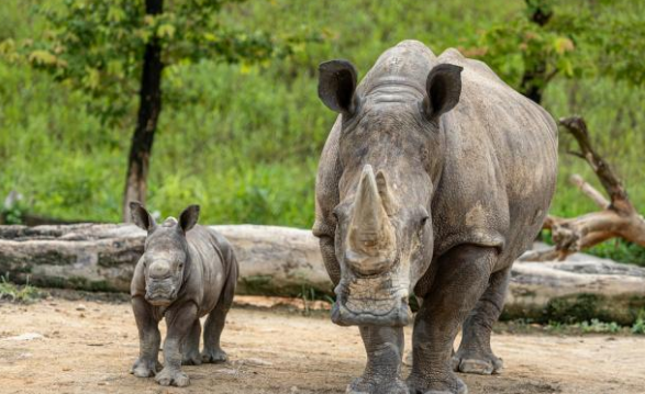 广东清远长隆白犀牛家族添丁