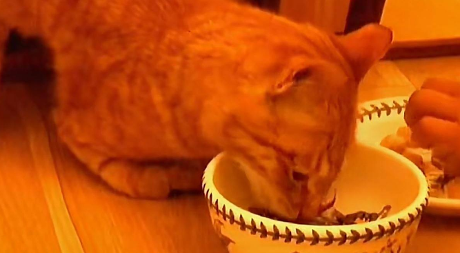 橘猫每日拖着残疾双腿乞讨，后被好心大姐收为宠物