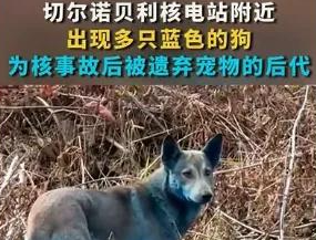 突变？切尔诺贝利发现蓝色的狗！是被核辐射变异了吗？