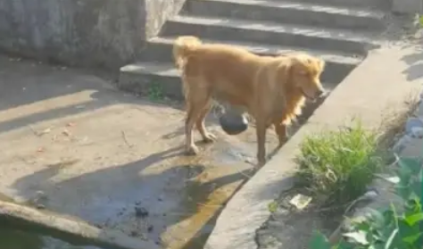 金毛泡水里以为在解暑，当它上岸后被惊到了