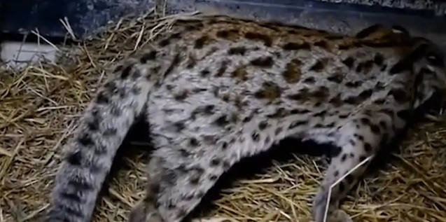 广东老太在山上捡了只小野猫养，养大后人懵了