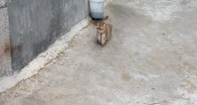 女子回老家，姥姥让猫咪给女子送钥匙开门