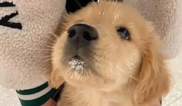 主人把小金毛塞行李箱，机场过安检当场被抓包