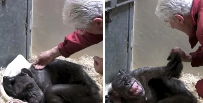 59岁黑猩猩拒绝进食，直到听到了熟悉的声音后，奇迹居然发生了