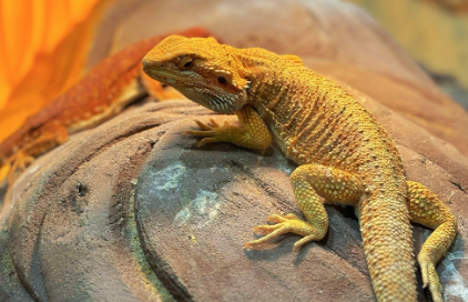 异宠饲养兴起：不用遛弯和陪伴，晒朋友圈有面子