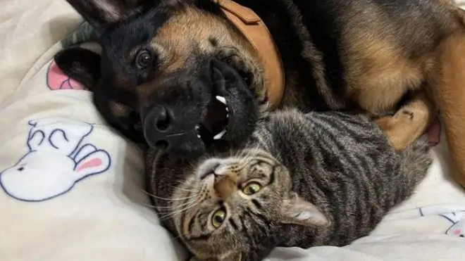 狸花猫打架输了委屈质问德牧：我打你那么轻，你下手咋那么重