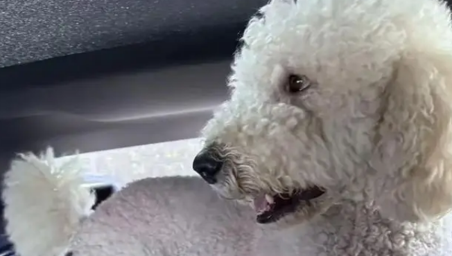 万元巨贵被偷全程不反抗，温顺本性换来惨痛代价，主人悔恨不已