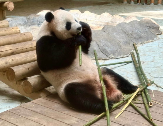 大熊猫饭圈的“刻意对立”不是真爱