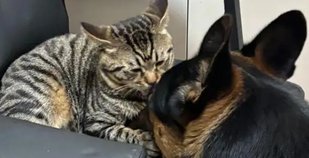 狸花猫打架输了委屈质问德牧：我打你那么轻，你下手咋那么重