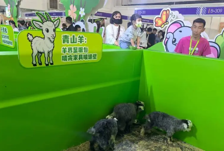 呼和浩特市民本周末共赴“毛孩子”的盛宴 