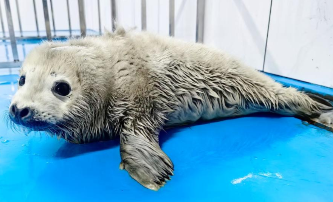 从 “皮包骨” 到 “幸福肥”：斑海豹幼崽 “汤圆” 的逆袭