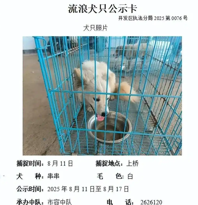 流浪狗公示到期无人认领？官方：将实施安乐死