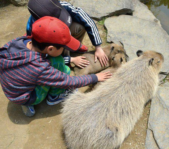游客散步撞见水豚昏倒在路边，凑近一看却瞬间定格 