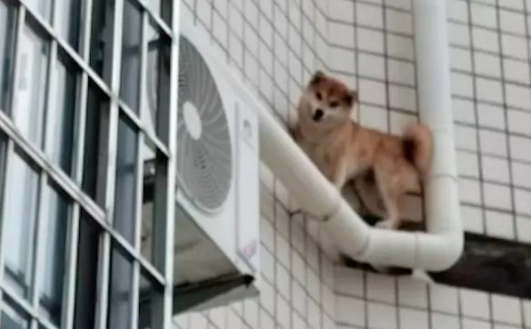 狗狗从窗户跳出去，竟跑到了7楼的外墙管道上