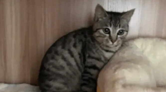 第一次遇见颜值超高超粘人的流浪猫，小姐姐犹豫要不要收养它