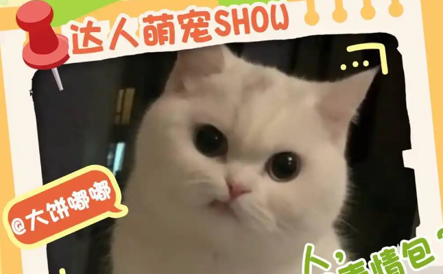 封面宠物联 “萌”：四组 “毛孩子” 家庭的暖心故事