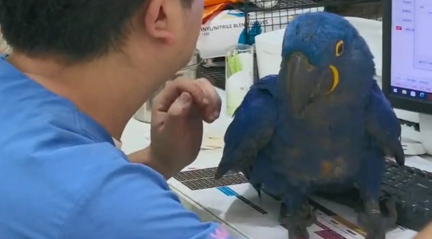 住院的小鹦鹉有分离焦虑，医生只能带着一起上班