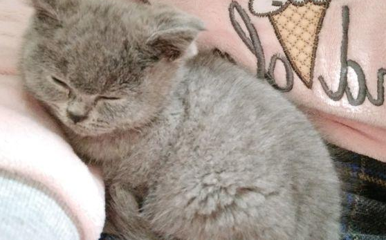 领养无门的情况下，女孩买了一只折耳蓝猫，没过多久噩梦就开始了 