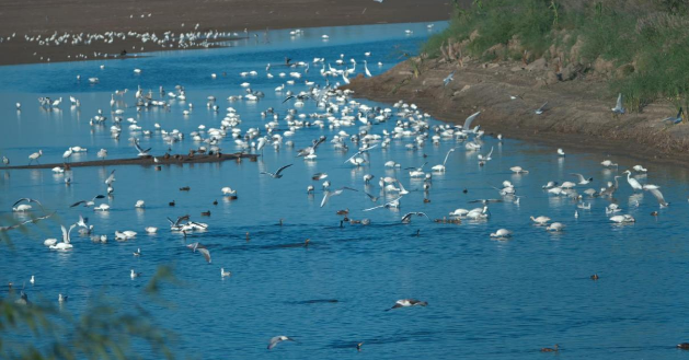 内蒙古磴口湿地：秋风送爽候鸟至