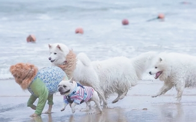 “它经济”催生新业态 上海游客抢订温州宠物旅行团