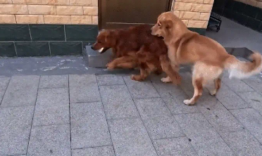 主人扔给两只狗子一个饼，一只狗去抢，另一只却躲开