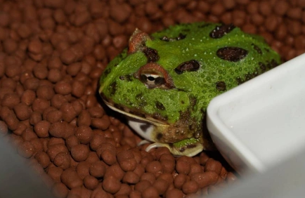 养猪、遛鸟、“驯龙”……另类宠物成年轻养宠人群新欢