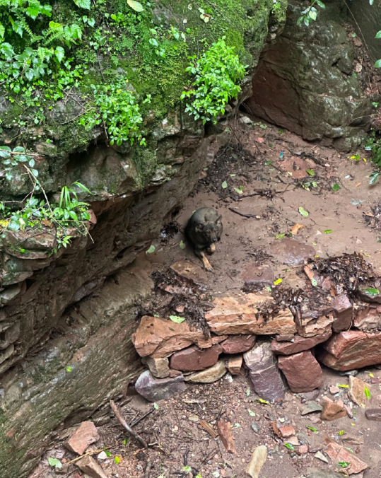 邢台大峡谷景区成功救援两只被困小狗
