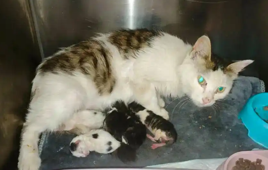400余只猫咪被救后续：31只小猫诞生啦！