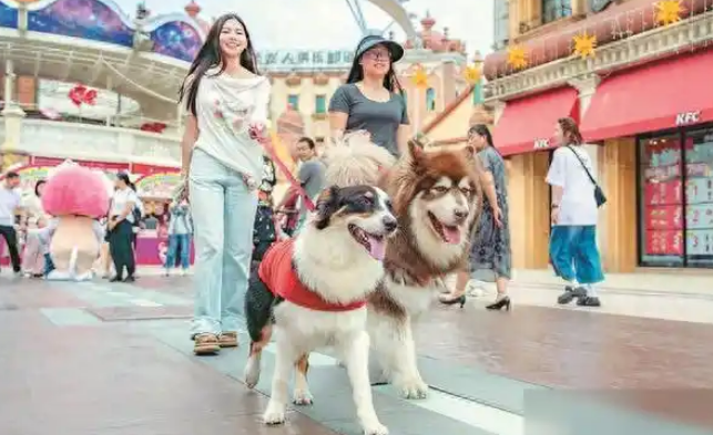 “TA”里淘金：江苏1200万只萌宠引领千亿新蓝海