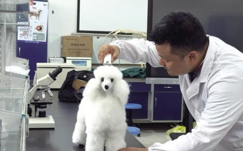 千亿“它经济”，新机遇何在？